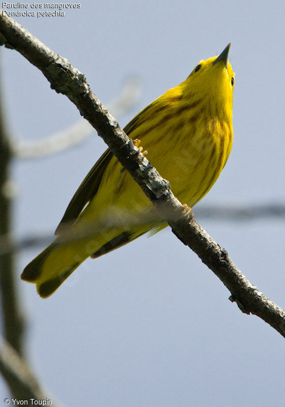 Mangrove Warbler, identification