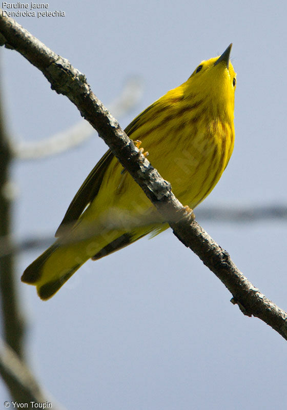 American Yellow Warbler, identification