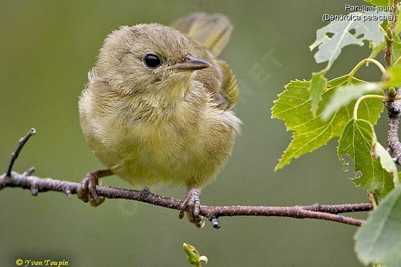 Common Yellowthroat female