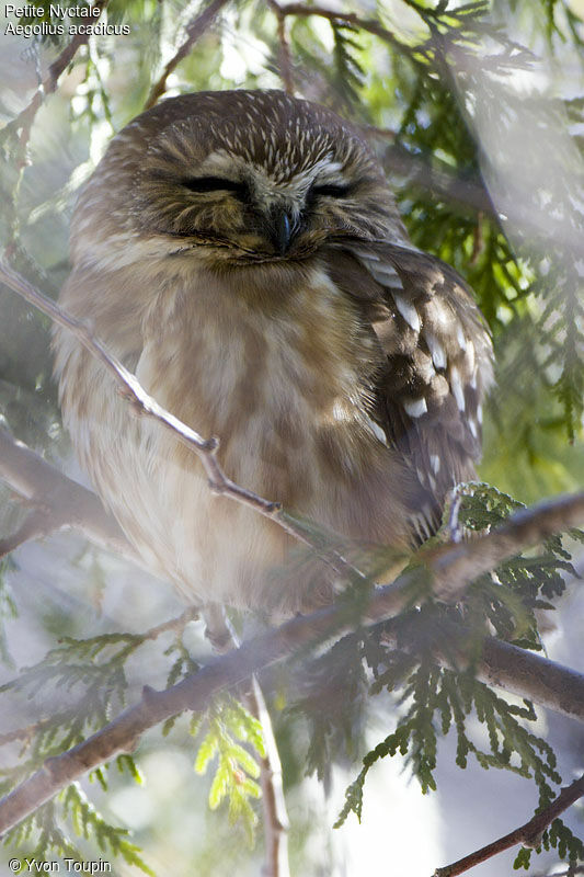 Northern Saw-whet Owl