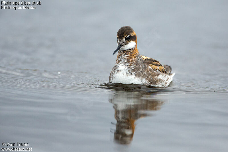 Red-necked Phalarope