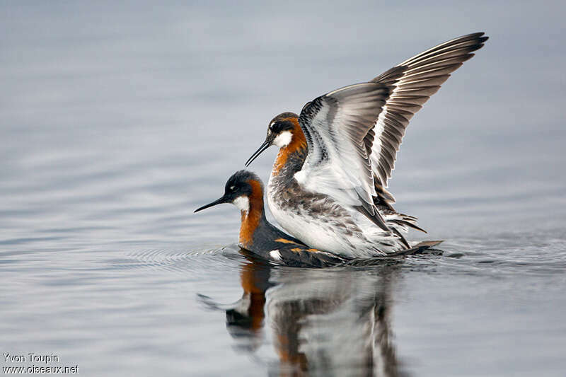 Phalarope à bec étroitadulte nuptial, accouplement., Comportement