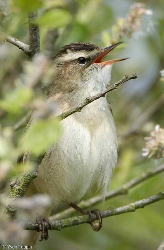 Sedge Warbler, song