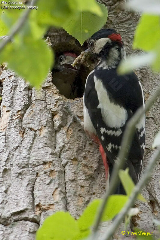 Great Spotted Woodpecker