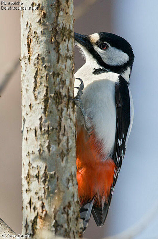 Great Spotted Woodpecker female, identification