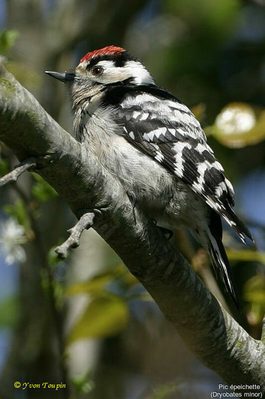 Lesser Spotted Woodpecker male, identification