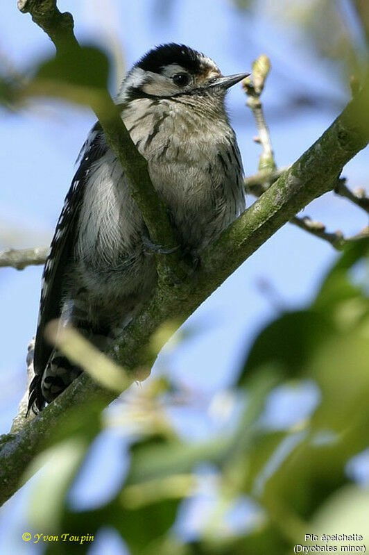 Lesser Spotted Woodpecker female