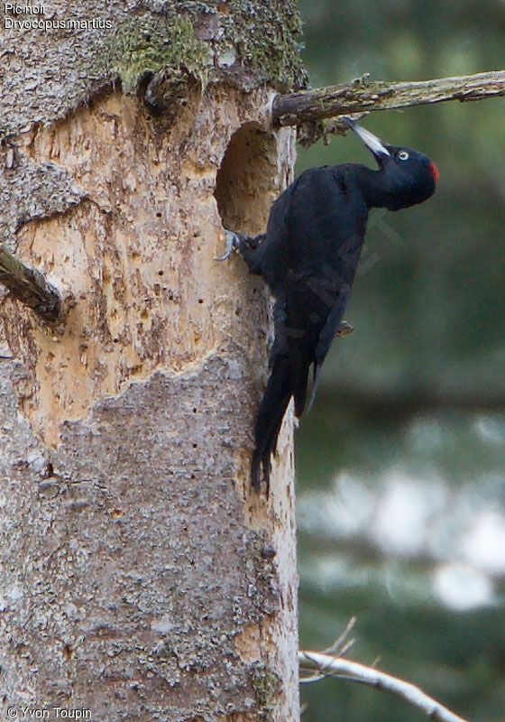 Black Woodpecker, identification