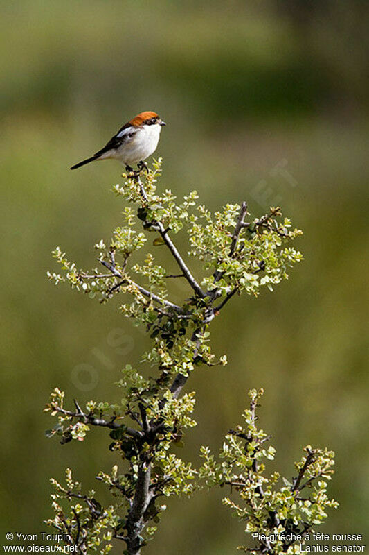 Woodchat Shrike, identification