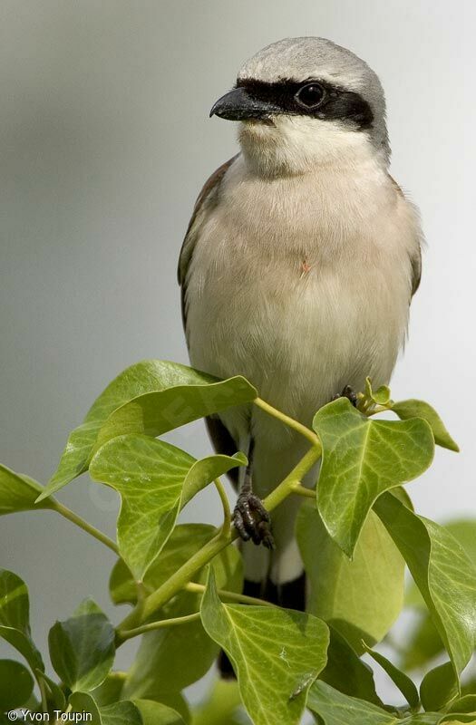 Red-backed Shrike male, identification