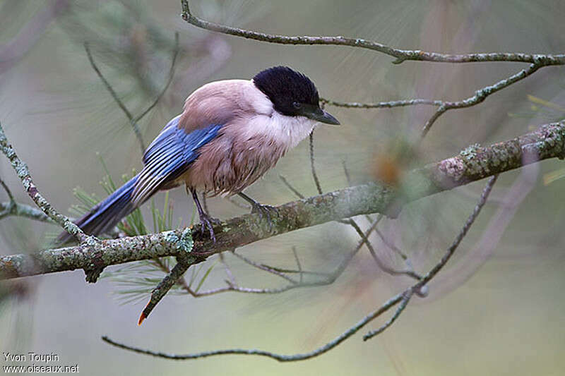 Iberian Magpie, identification