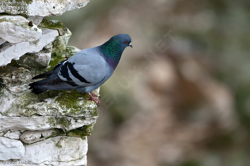 Rock Dove