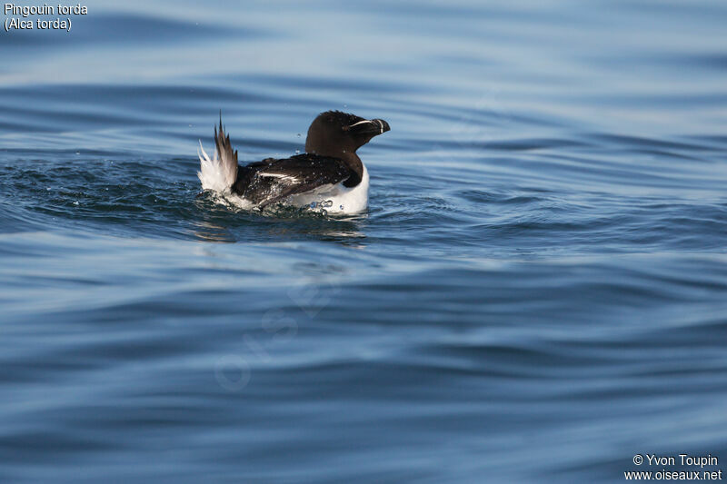 Razorbill, Behaviour