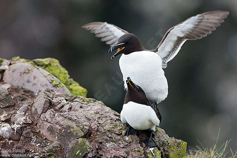 Razorbilladult breeding, mating., Behaviour