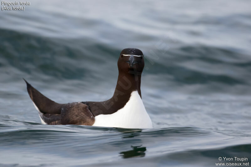 Razorbill