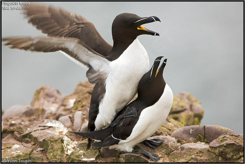 Razorbill adult breeding, Behaviour