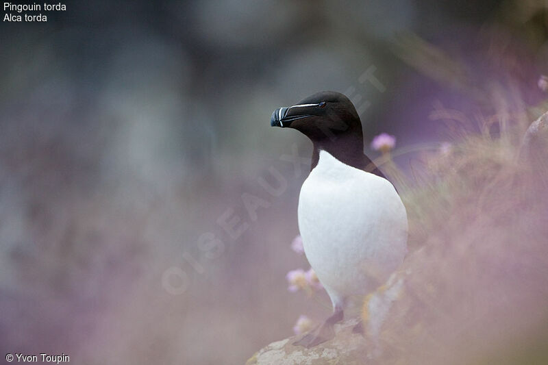 Razorbill, identification