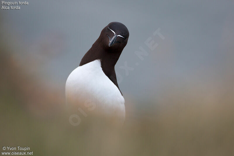 Razorbill, identification