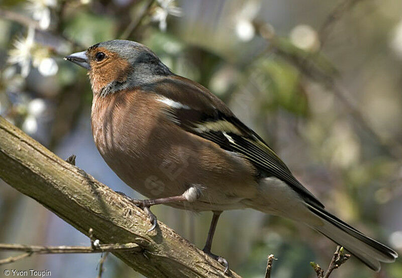 Eurasian Chaffinch