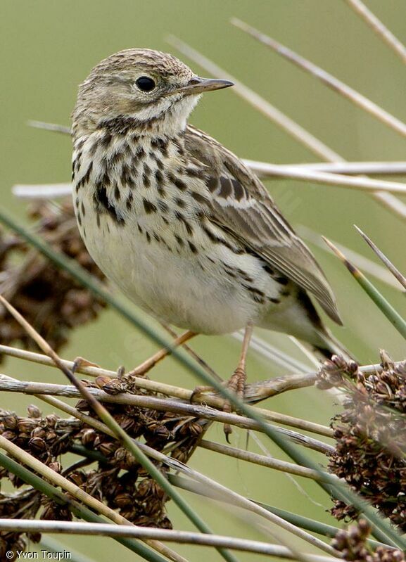 Meadow Pipit, identification