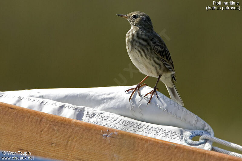 European Rock Pipit