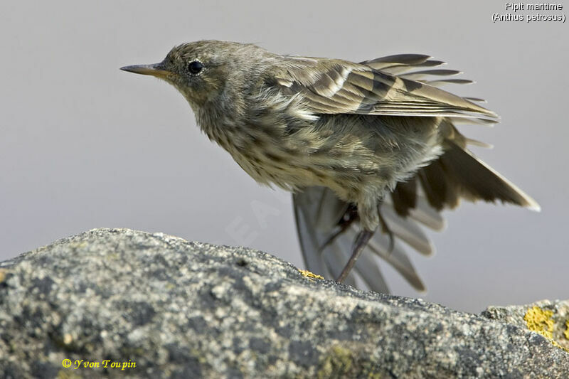 European Rock Pipit, identification