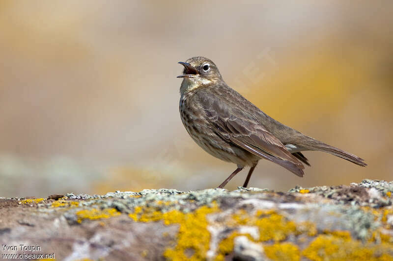 European Rock Pipitadult breeding, song