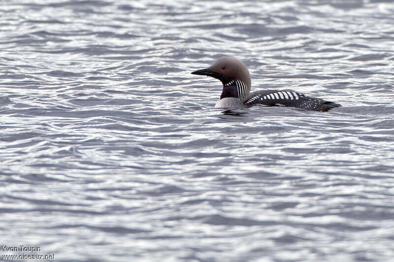 Black-throated Loonadult breeding, identification