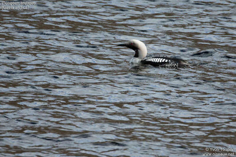 Plongeon arctique