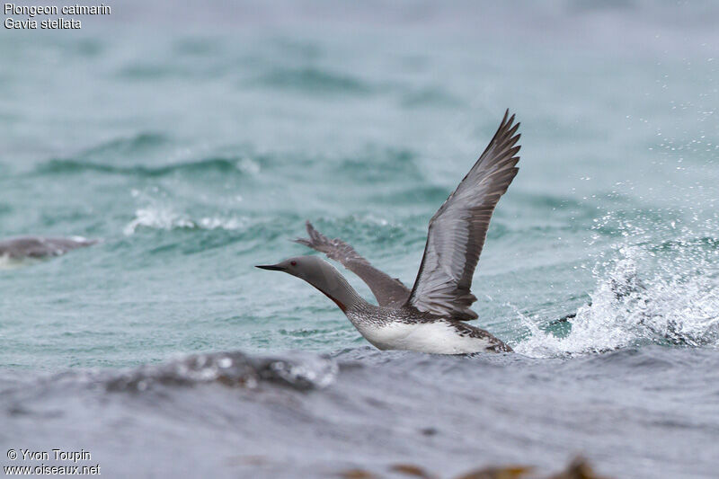 Plongeon catmarin, identification, Vol, Comportement