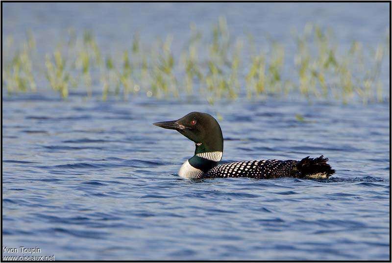 Common Loonadult breeding, identification