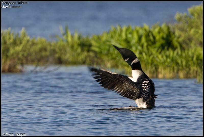 Plongeon imbrin