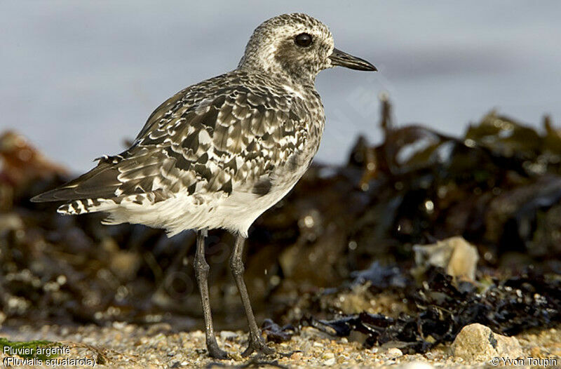 Grey Plover male, identification