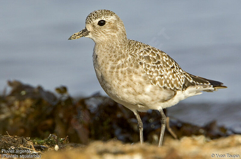 Grey Plover female, identification