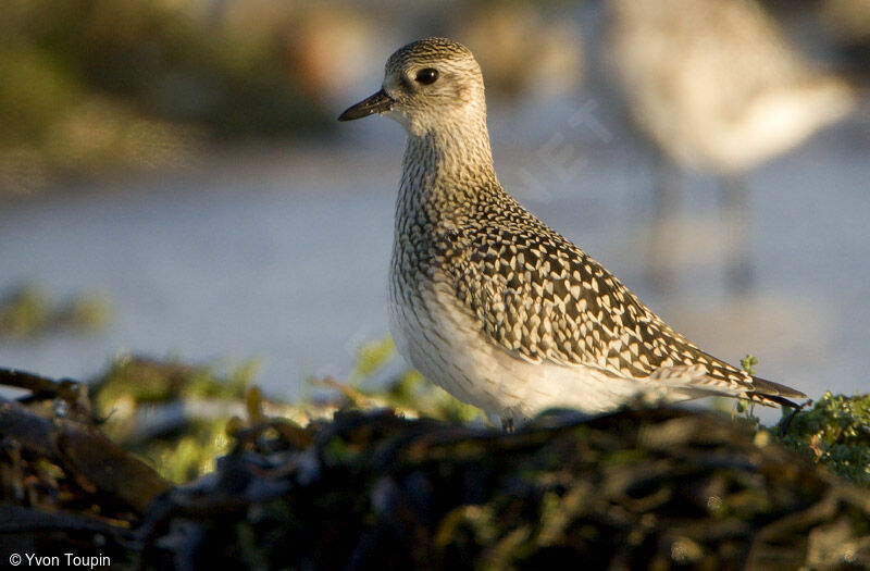 European Golden Plover, identification