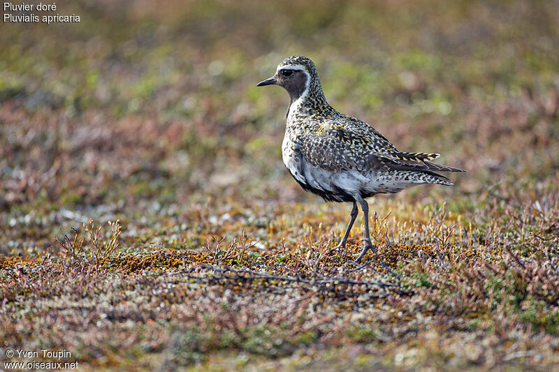 European Golden Plover, identification