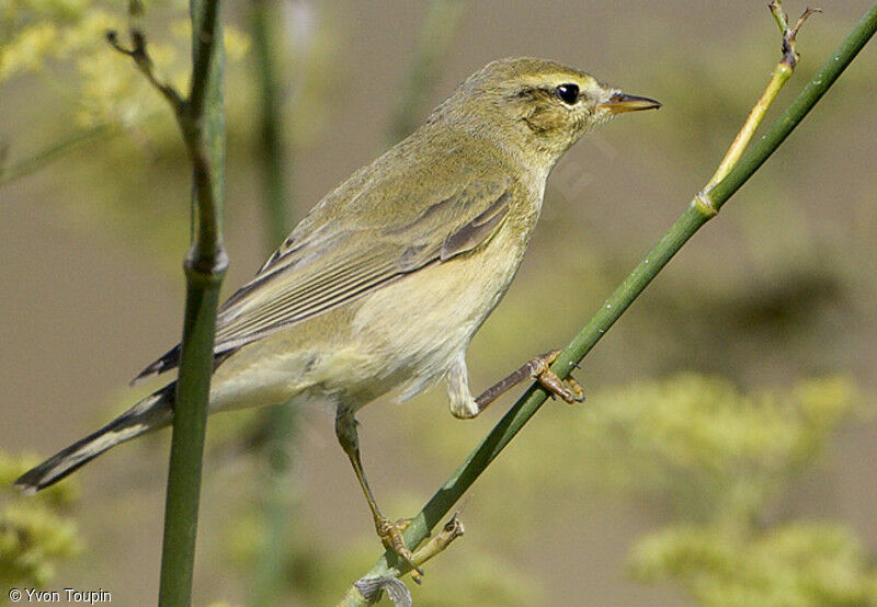 Willow Warbler