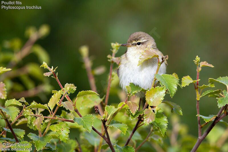 Willow Warbler, identification