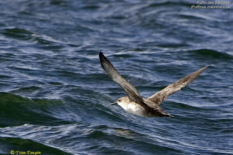 Balearic Shearwater, Flight