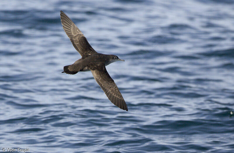 Balearic Shearwater, Flight