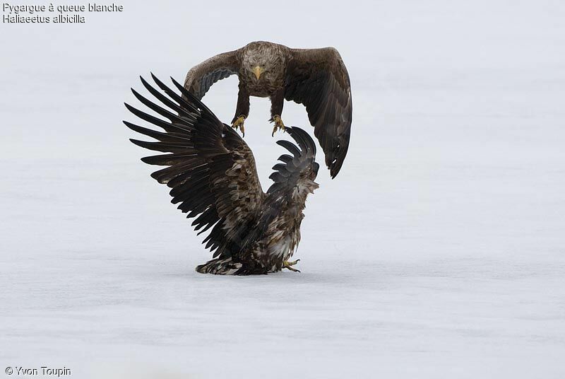 White-tailed Eagle, Behaviour