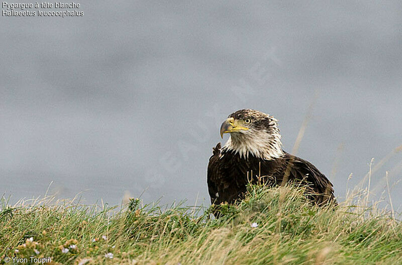 Bald Eagleimmature