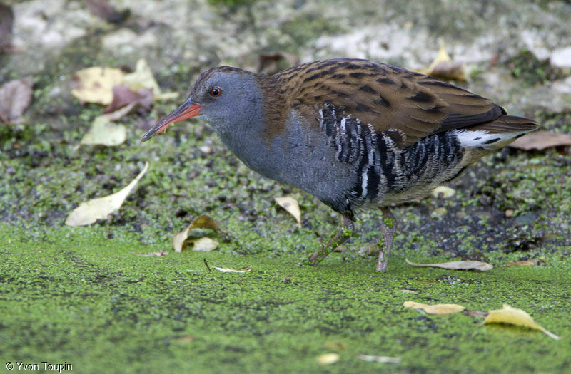 Water Rail