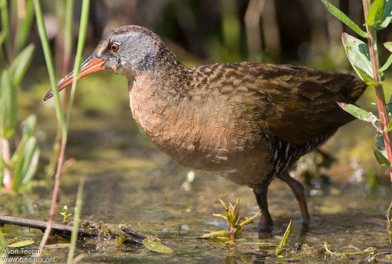 Virginia Railadult, identification