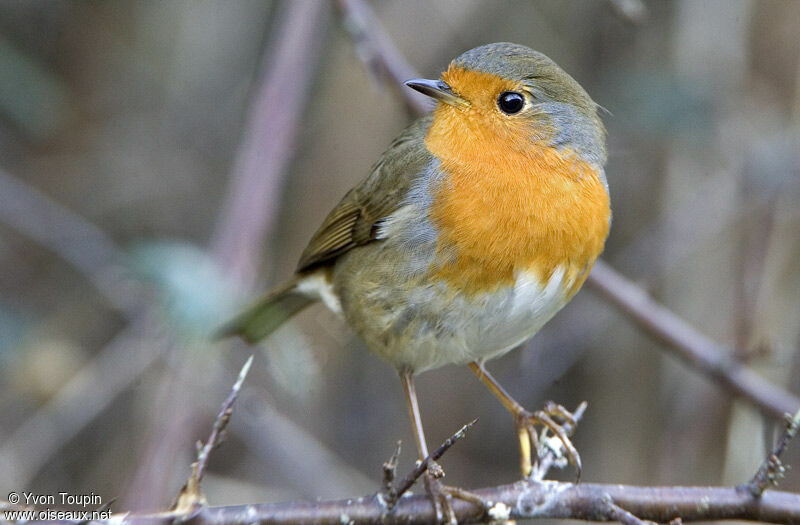 European Robin, identification