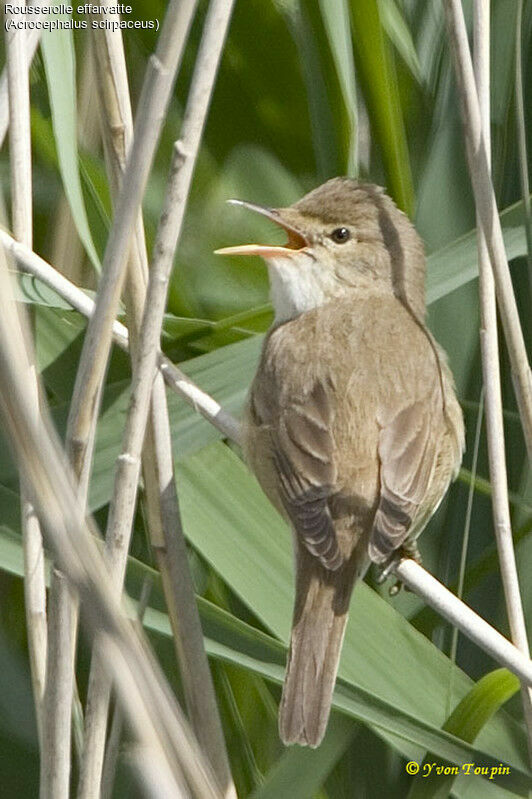 Common Reed Warbler, song