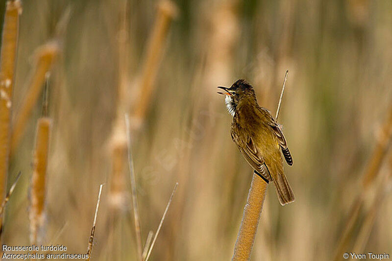 Great Reed Warbler male, identification, song, Behaviour