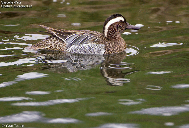 Sarcelle d'été, identification