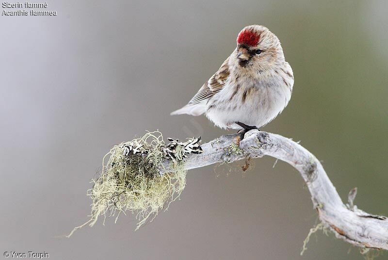 Common Redpoll, identification