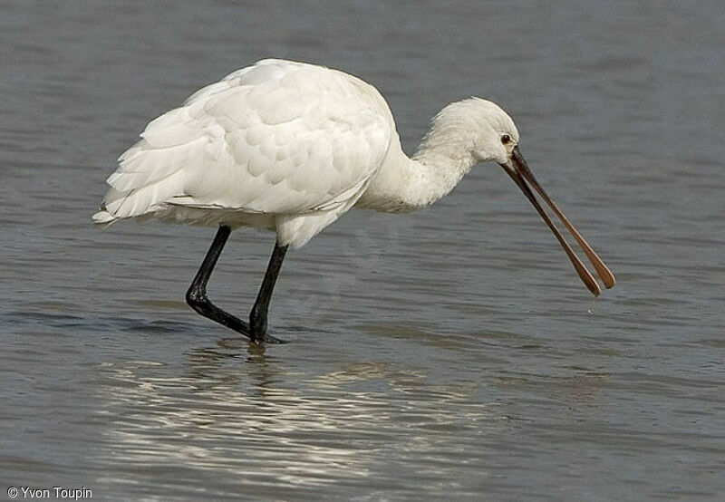 Spatule blanche, identification